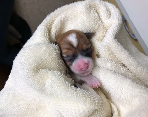 Puppy in towel